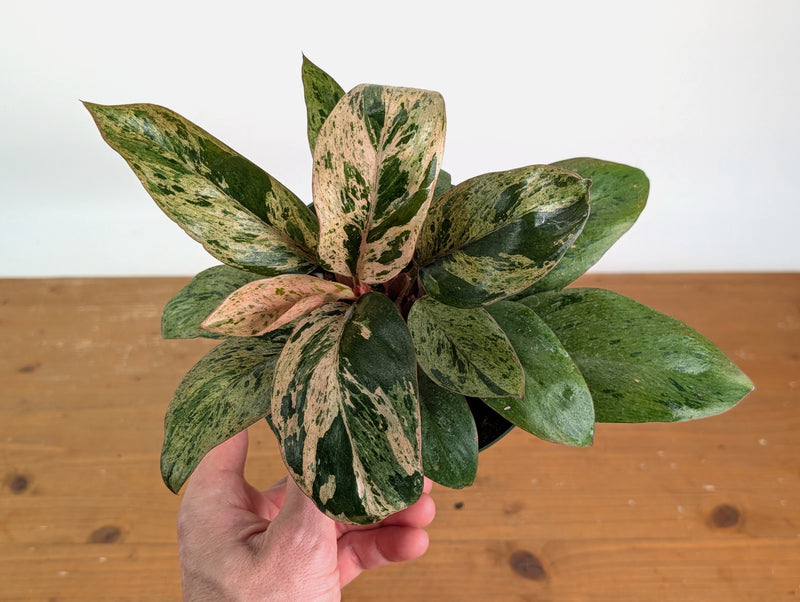 Philodendron Congo Marble Mint Variegated