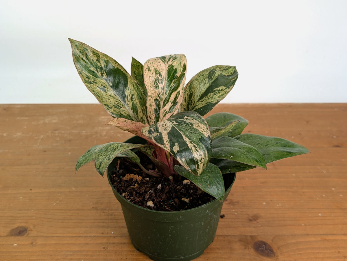 Philodendron Congo Marble Mint Variegated