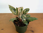 Philodendron Congo Marble Mint Variegated