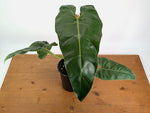 Philodendron Maximum - Exact Plant XL #20A - Gallon Pot with Pole
