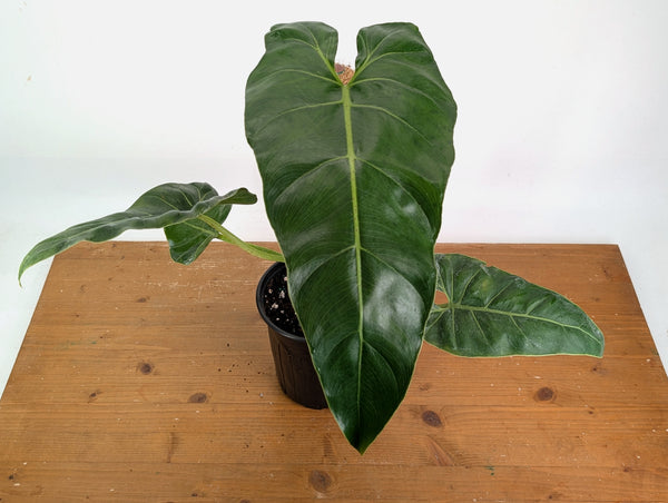 Philodendron Maximum - Exact Plant XL #20A - Gallon Pot with Pole