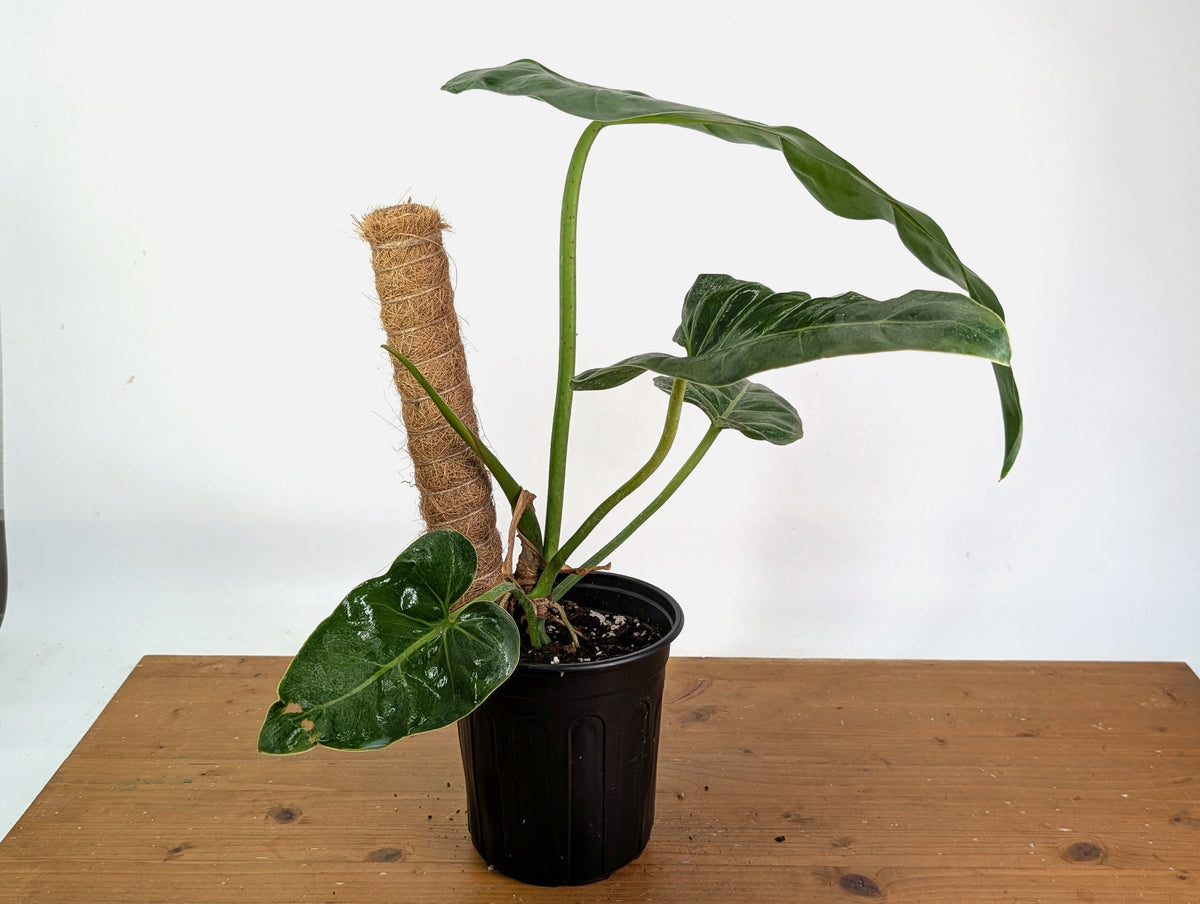 Philodendron Maximum - Exact Plant XL #20A - Gallon Pot with Pole