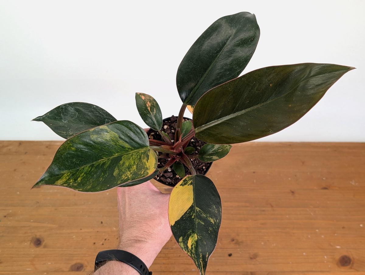 Philodendron Red Congo Variegated (Exact Plants)
