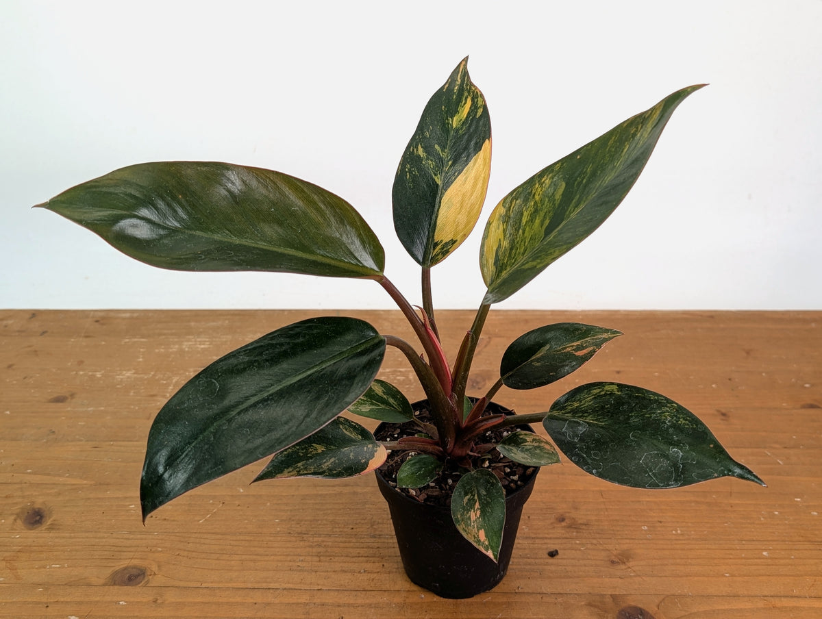 Philodendron Red Congo Variegated (Exact Plants)