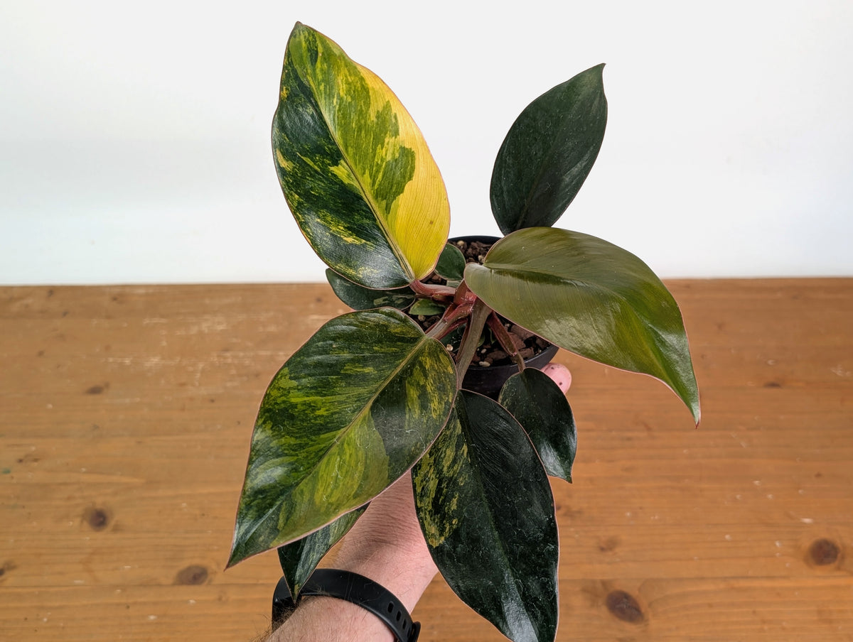 Philodendron Red Congo Variegated (Exact Plants)