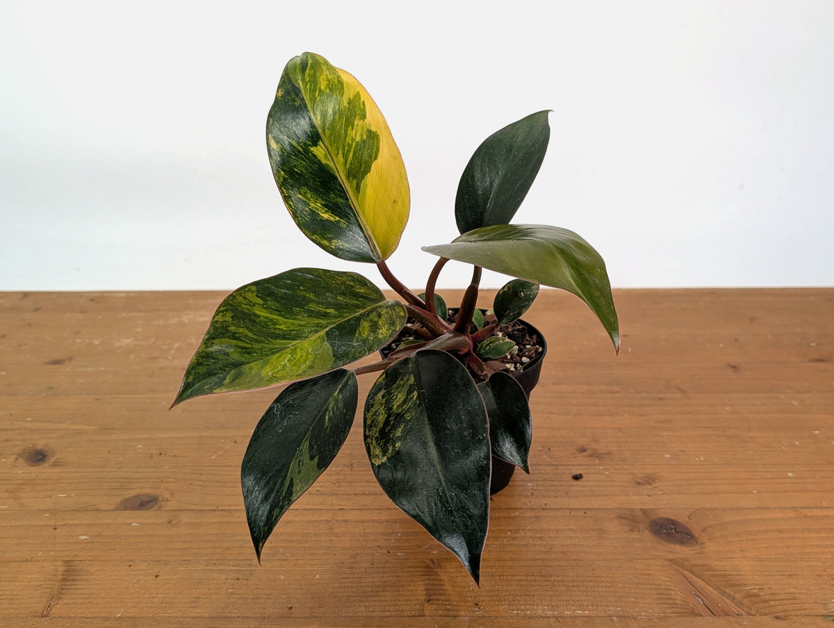 Philodendron Red Congo Variegated (Exact Plants)