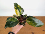Philodendron Red Congo Variegated (Exact Plants)
