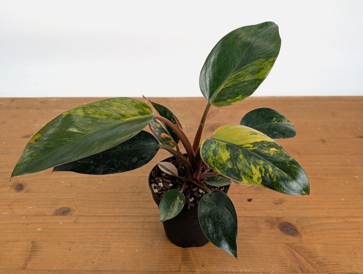 Philodendron Red Congo Variegated (Exact Plants)