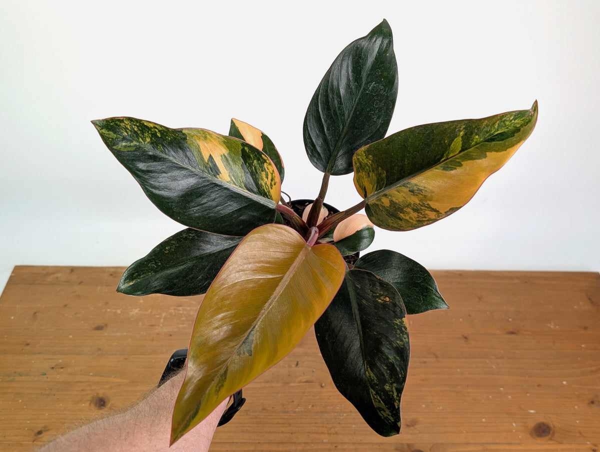 Philodendron Red Congo Variegated (Exact Plants)
