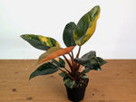 Philodendron Red Congo Variegated (Exact Plants)