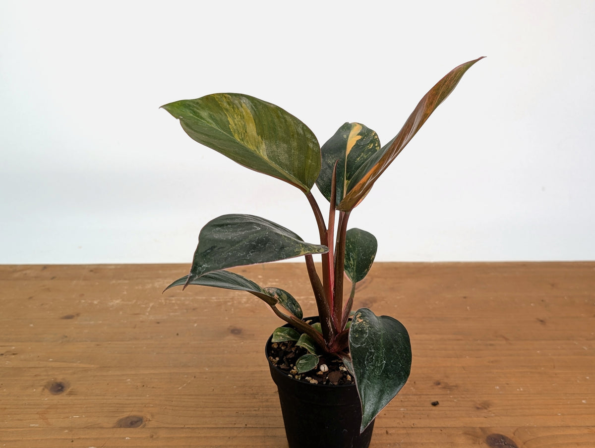 Philodendron Red Congo Variegated (Exact Plants)