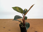 Philodendron Red Congo Variegated (Exact Plants)