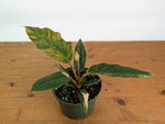 Philodendron Caramel Marble Variegated