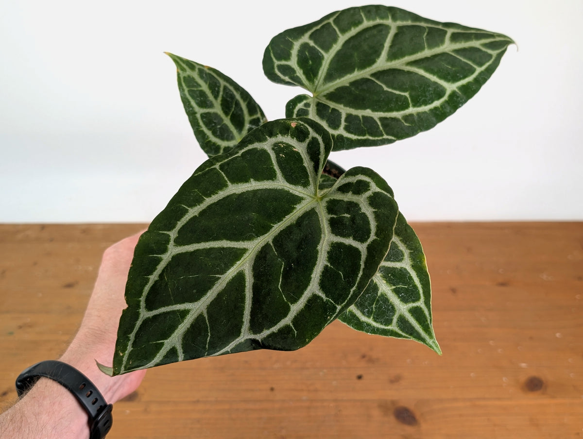 Anthurium Crystallinum