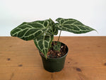 Anthurium Crystallinum