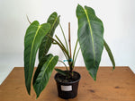 Philodendron Esmeraldense - Exact Plant XL #20A