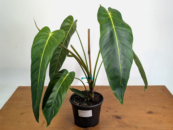 Philodendron Esmeraldense - Exact Plant XL #20A