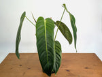 Philodendron Esmeraldense - Exact Plant XL #20A