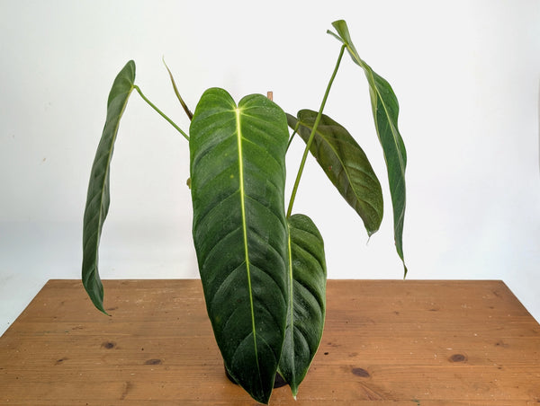 Philodendron Esmeraldense - Exact Plant XL #20A