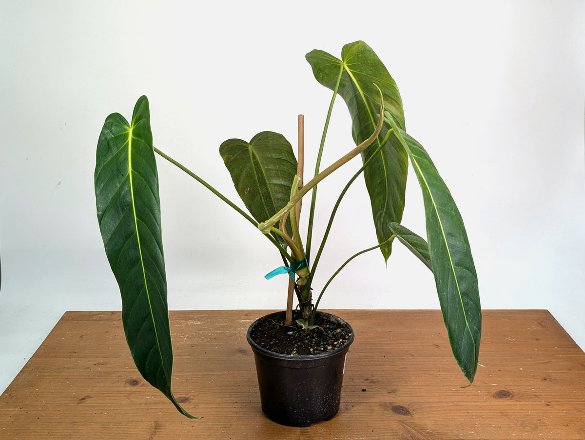 Philodendron Esmeraldense - Exact Plant XL #20A