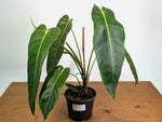 Philodendron Esmeraldense - Exact Plant XL #20A