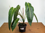 Philodendron Esmeraldense - Exact Plant XL #20A