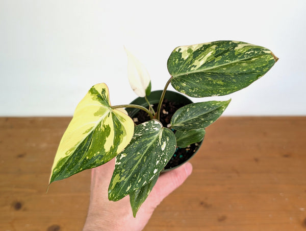 Philodendron Gloriosum Variegated (Type 2) - EXACT Plant #20A