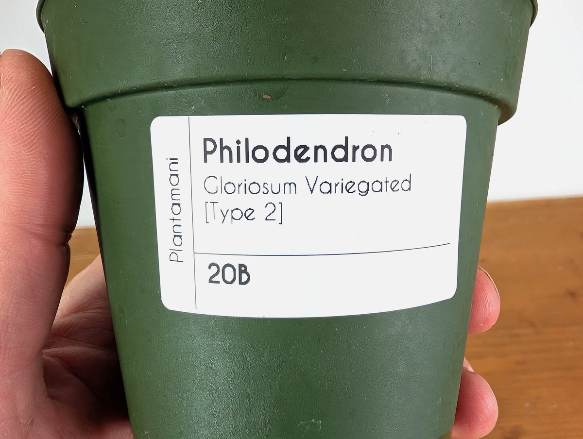 Philodendron Gloriosum Variegated Full Moon (Type 2) - EXACT Plant #20B