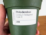 Philodendron Gloriosum Variegated Full Moon (Type 2) - EXACT Plant #20B