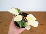 Philodendron Gloriosum Variegated Full Moon (Type 2) - EXACT Plant #20B
