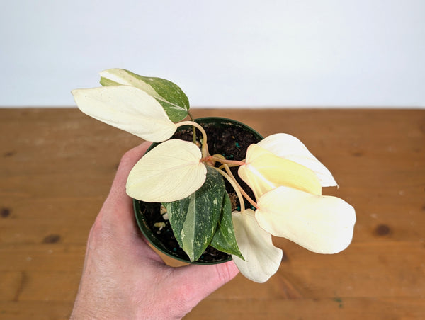 Philodendron Gloriosum Variegated Full Moon (Type 2) - EXACT Plant #20B