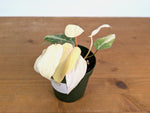 Philodendron Gloriosum Variegated Full Moon (Type 2) - EXACT Plant #20B