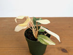 Philodendron Gloriosum Variegated Full Moon (Type 2) - EXACT Plant #20B