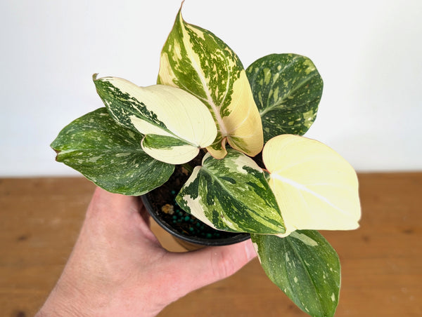 Philodendron Gloriosum Variegated Full Moon (Type 2) - EXACT Plant #20C