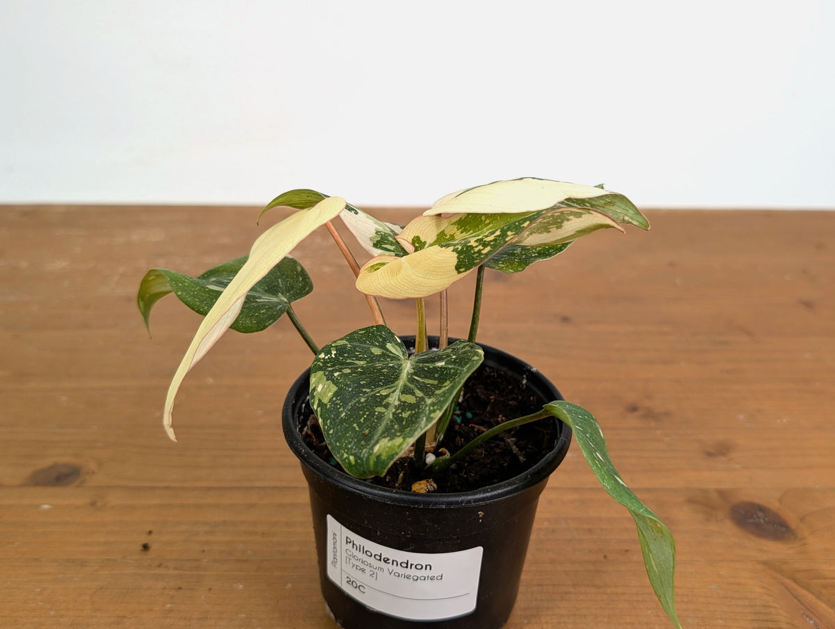 philodendron gloriosum types Philodendron Gloriosum Variegated Full Moon (Type 2)