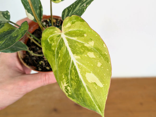 Philodendron Gloriosum Variegated (Type 2) - EXACT Plant #20D