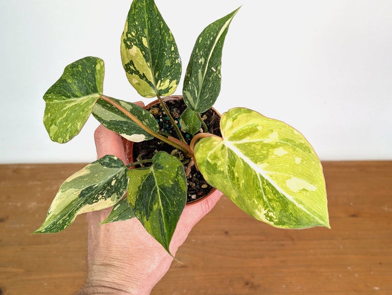 Philodendron Gloriosum Variegated (Type 2) - EXACT Plant #20D