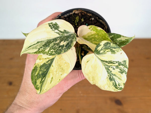 Philodendron Gloriosum Variegated (Type 2) - EXACT Plant #20E