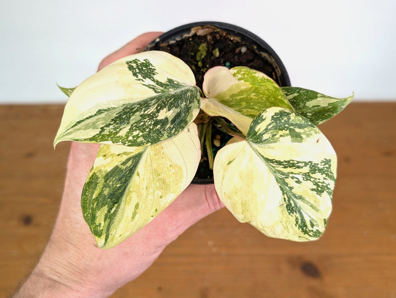Philodendron Gloriosum Variegated (Type 2) - EXACT Plant #20E