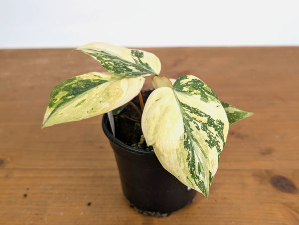 Philodendron Gloriosum Variegated (Type 2) - EXACT Plant #20E