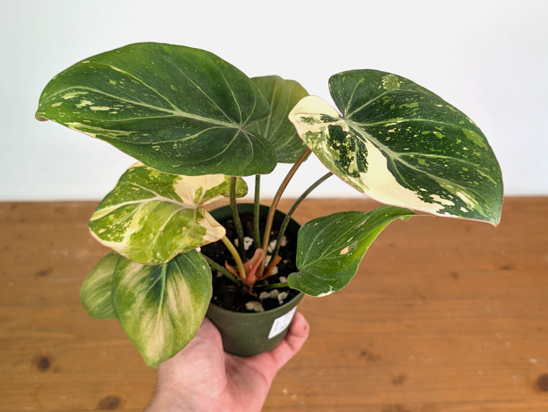 Philodendron Gloriosum Variegated (Type 2) - EXACT Plant #20F