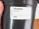 Monstera deliciosa 'Blizzard' - Exact Plant #20A - 6 inch pot