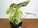 Monstera deliciosa 'Blizzard' - Exact Plant #20A - 6 inch pot