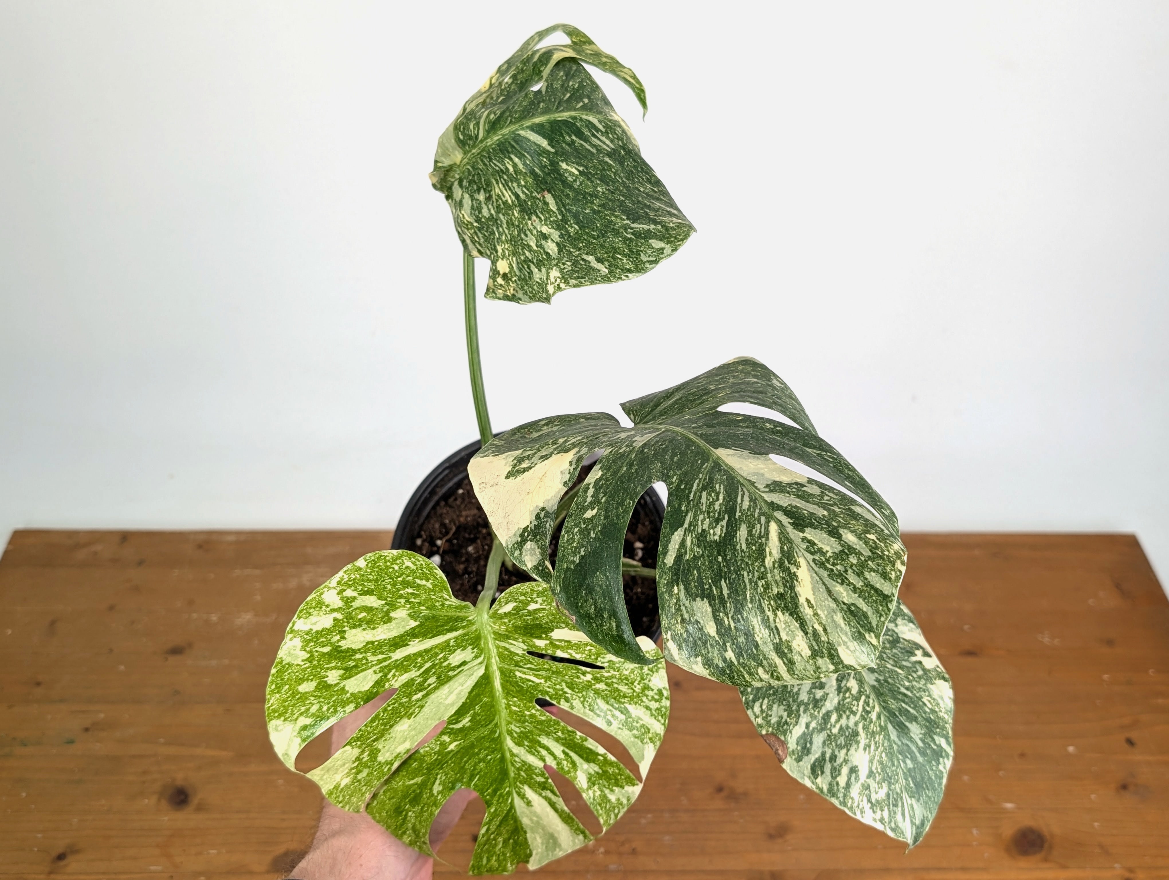 Monstera deliciosa 'Blizzard' - Exact Plant #20A - 6 inch pot