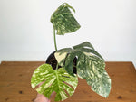Monstera deliciosa 'Blizzard' - Exact Plant #20A - 6 inch pot