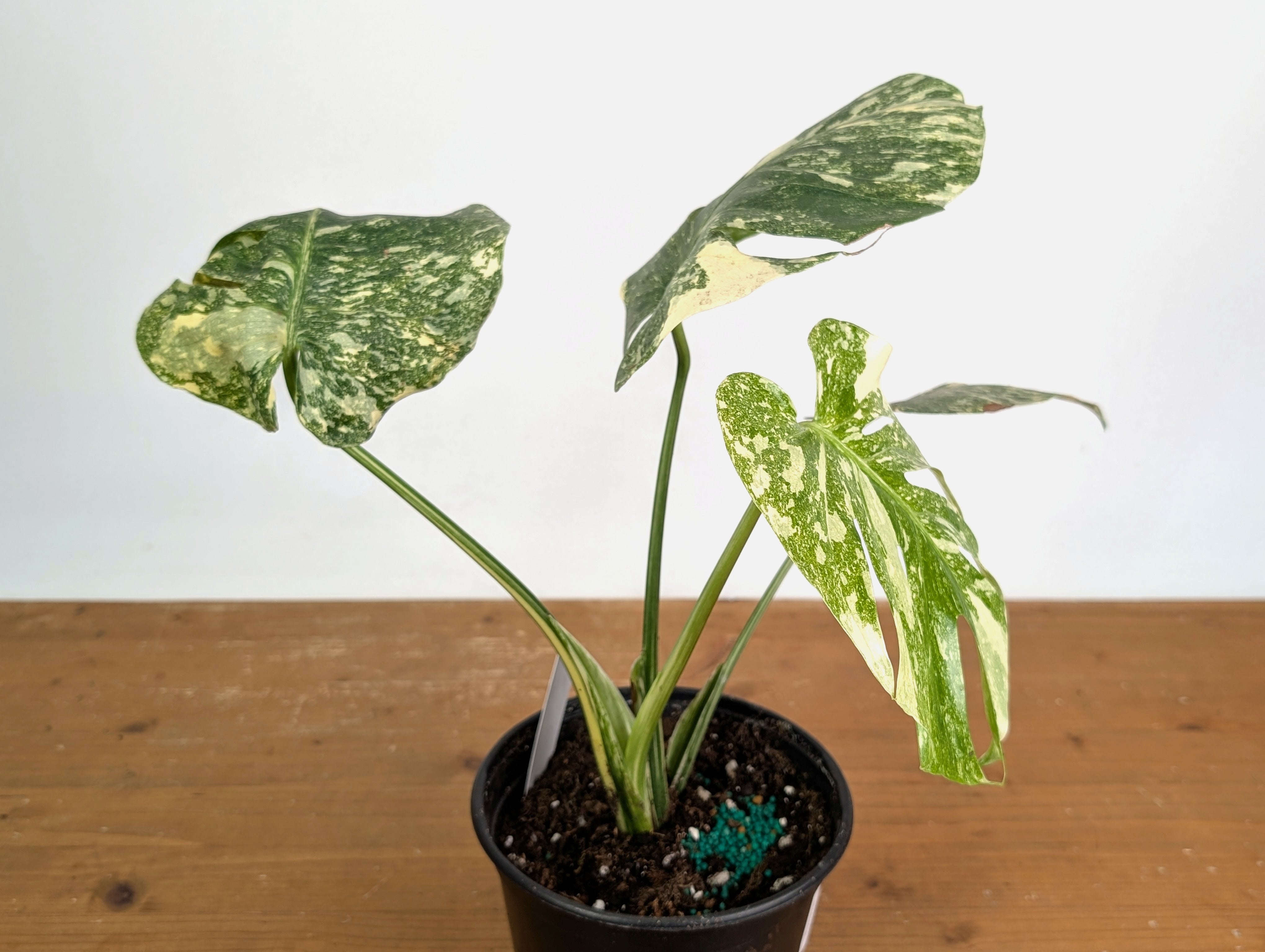 Monstera deliciosa 'Blizzard' - Exact Plant #20A - 6 inch pot