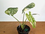 Monstera deliciosa 'Blizzard' - Exact Plant #20A - 6 inch pot