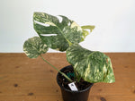 Monstera deliciosa 'Blizzard' - Exact Plant #20A - 6 inch pot