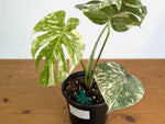 Monstera deliciosa 'Blizzard' - Exact Plant #20A - 6 inch pot