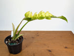 Philodendron Narrow 'Jungle Boogie' Variegated - Exact Plant #20A - 6 inch pot